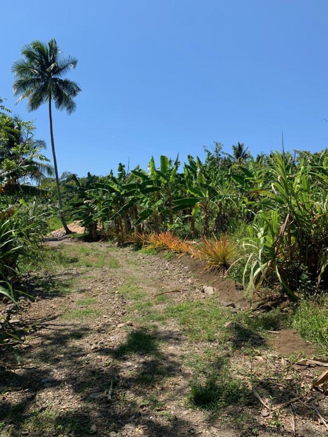 Green Queendom Farm And Lodging Oracabessa Buitenkant foto
