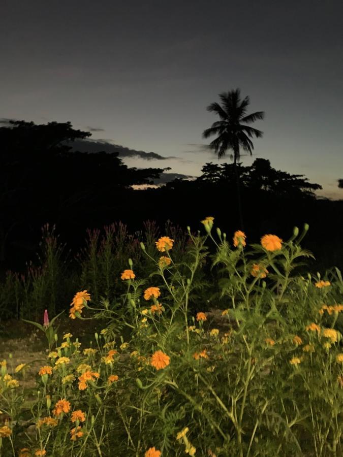 Green Queendom Farm And Lodging Oracabessa Buitenkant foto