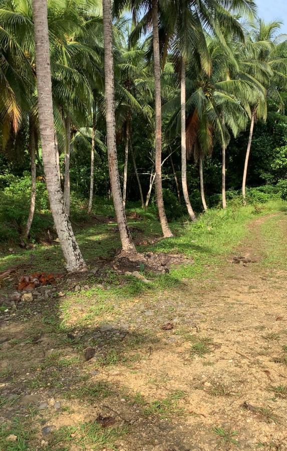 Green Queendom Farm And Lodging Oracabessa Buitenkant foto